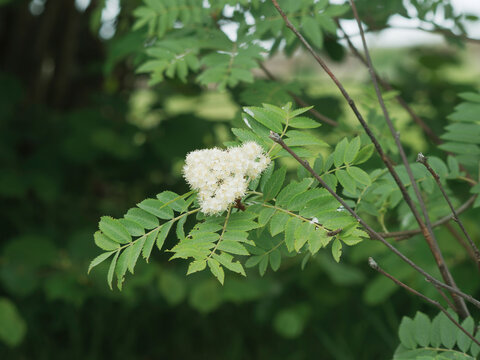 (Sorbus aucuparia) Sorbier des oiseleurs, arbuste aux branches lisses et gris&acirc;tres garnis de feuilles &agrave; folioles penn&eacute;es vertes et fleurs blanches en corymbes