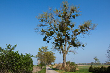 Fototapeta na wymiar Tree with mistletoe at Andau, Burgenland, Austria, Europe 