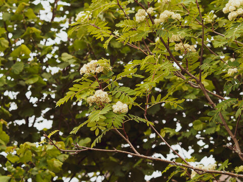Sorbus aucuparia | Sorbier des oiseleurs | Sorbier des oiseaux | Sorbier sauvage | Arbres &agrave; grives | Thymier | Cormier des chasseurs