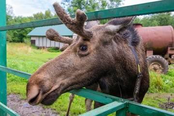 A moose at the special moose farm in Kostroma region in Russia