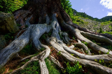 Fototapeta na wymiar gnarled tree while hiking in the summer detail