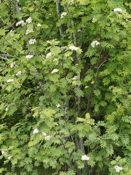 (Sorbus aucuparia) Sorbier des oiseleurs ou arbre à grives aux petites fleurs blanches en corymbes denses dans un feuillage léger et dense