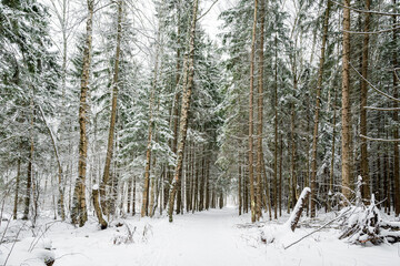 Snow covered road throung fir and birch trees in winter forest