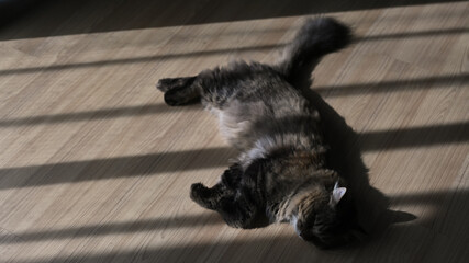 A lazy cat lying on wooden floor in living room at comfortable home.