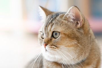 Fototapeta na wymiar The left eye of a brown cat soft focus.