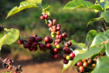 Coffee beans ripening on tree.Coffee beans ripening, fresh coffee,red berry branch on tree in North of thailand