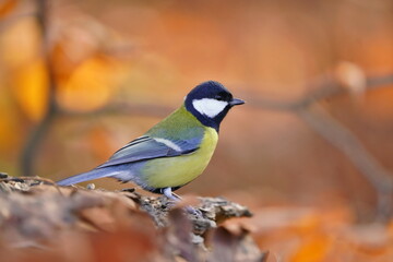 Great tit sitting on the ground. Common song bird in the nature habitat. Autumn scene with titmouse.  Parus major. 
