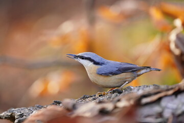 Eurasian nuthatch (Sitta europaea) sits on the ground. nuthatch in the nature habitat. Wildlife scene from fall forest.