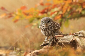 little owl in autumn forest.  Athene noctua. Wildlife scene from nature. Owl in the nature habitat.