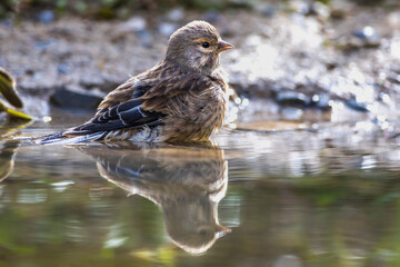 Bluthänfling (Carduelis cannabina) Weibchen