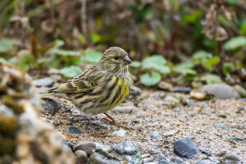 Girlitz (Serinus serinus)