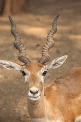 Foto auf Acrylglas Antilope Schönes indisches Antilopen-Gesichtsporträt