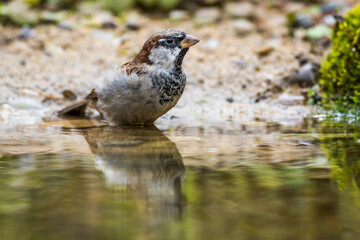 Haussperling (Passer domesticus) Männchen