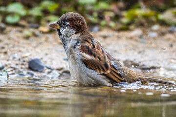 Haussperling (Passer domesticus) Männchen