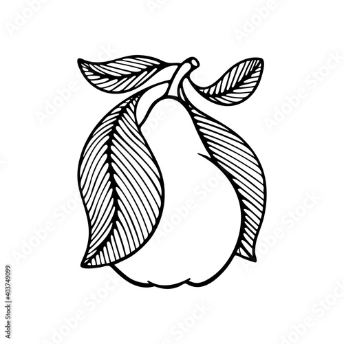 Pear Hand Drawn Vector Illustration Sketch Drawing Pear Outline Pear Graphic Part Of Set Wall Mural Goga Pear Hand Drawn Vector Illustration Sketch Drawing Pear Outline Pear Graphic Part Of Set Wall Mural Goga