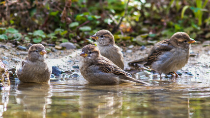Haussperlinge (Passer domesticus)