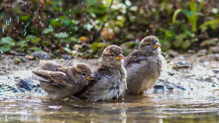 Haussperlinge (Passer domesticus)
