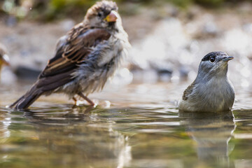 Mönchsgrasmücke (Sylvia atricapilla) Männchen