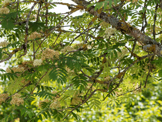 Sorbus aucuparia / Sorbier des oiseleurs ou sorbier des oiseaux, arbre aux grappes de fleurs blanches en corymbes au dessus d'un feuillage à folioles pennées, duveteux et vert