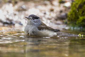 Mönchsgrasmücke (Sylvia atricapilla) Männchen
