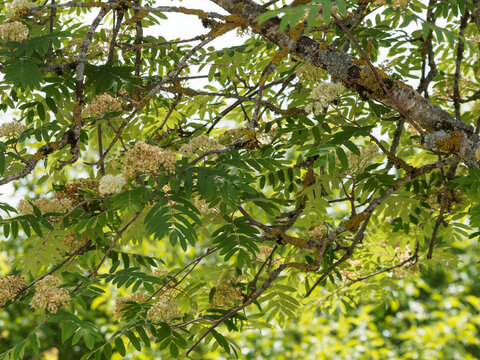 Sorbus aucuparia / Sorbier des oiseleurs ou sorbier des oiseaux, arbre aux grappes de fleurs blanches en corymbes au dessus d'un feuillage &agrave; folioles penn&eacute;es, duveteux et vert