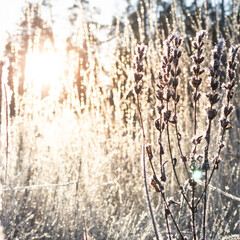 Obraz premium Winter morning landscape with frosty grass at the sunset. The sun's rays break through the frosty grass