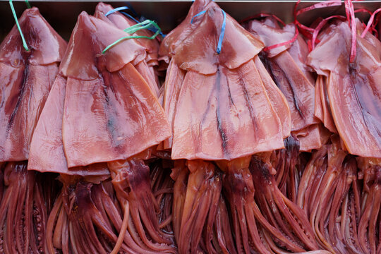 Fresh big squids hanging on seafood market stall, Taiwan