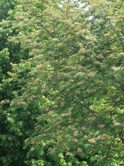 (Sorbus aucuparia) Sorbier des oiseleurs ou arbre à grives aux petites fleurs blanches en corymbes denses dans un feuillage léger et dense
