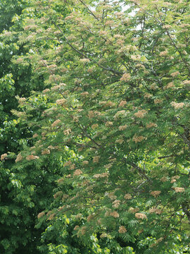 (Sorbus aucuparia) Sorbier des oiseleurs ou arbre &agrave; grives aux petites fleurs blanches en corymbes denses dans un feuillage l&eacute;ger et dense