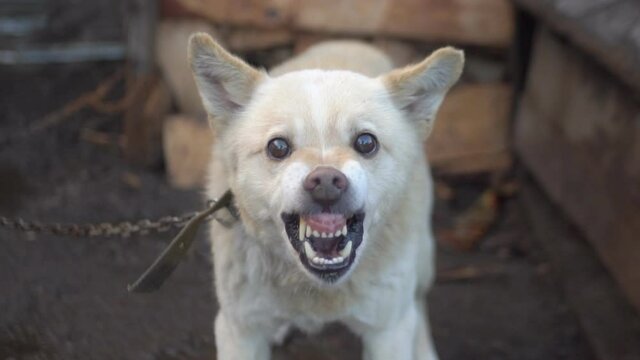 Aggressive dog. Tethered aggressive dog growls slow motion