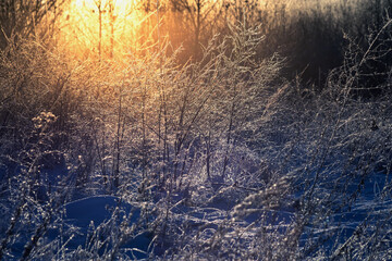 The grass in hoarfrost on a sunny winter morning.