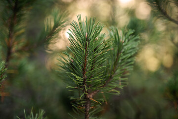 dettaglio di un albero di pino