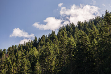 Vista di alberi cielo e nuvole nei pressi del lago di tovel