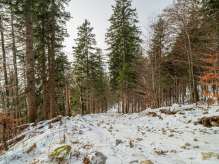 Obraz na płótnie Canvas Snow landscape at the forest path to the Jochberg mountain