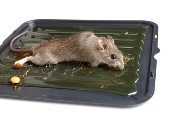 Mouse captured on glue mousetrap board.