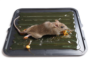 Mouse captured on glue mousetrap board.