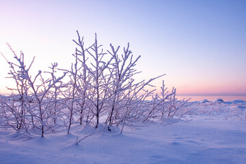 Snow and frost have covered the branches growing on the cosatside by the Gulf of Finland. Winter sunset in Northern Estonia.