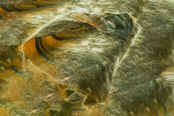 kombu seaweed isolated on the white © Maksim Shebeko