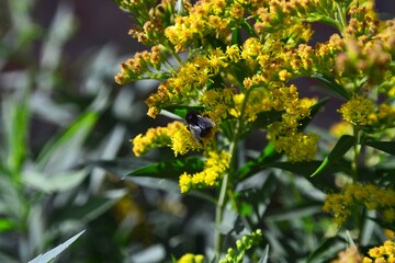 bumblebee pollinates flowers in the garden