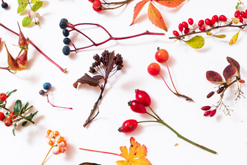 autumn plants on the  white background.