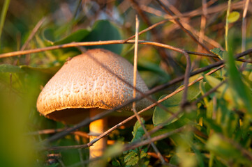 Seta silvestre