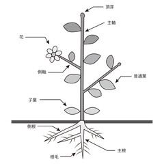 植物の構造