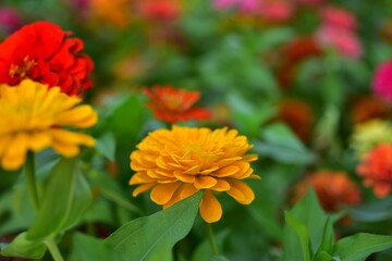 Colorful flowers in nature.flowers in the garden.Flower Blooming in the Suan Luang Rama IX