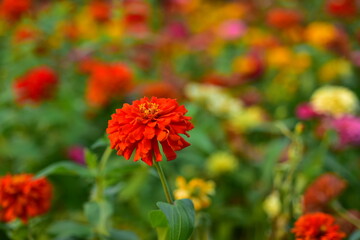 Colorful flowers in nature.flowers in the garden.Flower Blooming in the Suan Luang Rama IX