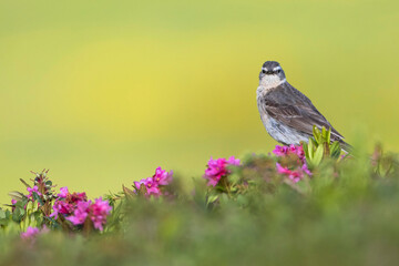 Water Pipit, Anthus spinoletta spinoletta