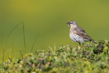 Water Pipit, Anthus spinoletta spinoletta