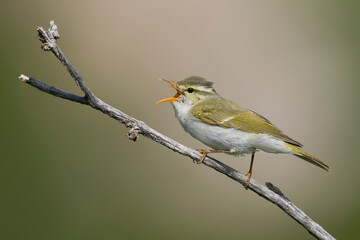Western Crowned Leaf-warbler, Phylloscopus occipitalis