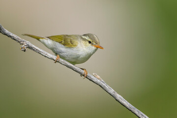Western Crowned Leaf-warbler, Phylloscopus occipitalis