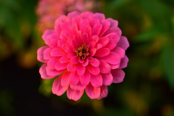 Colorful flower bed in a park	