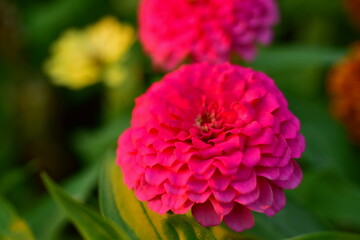 Colorful flower bed in a park	